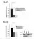 Fig. 22 - B-TYPE PLEXIN ANTAGONISTS AND USES THEREOF