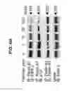 Fig. 25 - B-TYPE PLEXIN ANTAGONISTS AND USES THEREOF