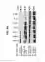 Fig. 26 - B-TYPE PLEXIN ANTAGONISTS AND USES THEREOF