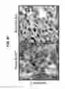 Fig. 33 - B-TYPE PLEXIN ANTAGONISTS AND USES THEREOF