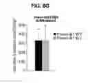 Fig. 34 - B-TYPE PLEXIN ANTAGONISTS AND USES THEREOF