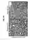 Fig. 35 - B-TYPE PLEXIN ANTAGONISTS AND USES THEREOF
