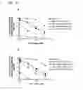 Fig. 32 - ALBUMIN VARIANTS