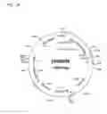 Fig. 20 - ALBUMIN VARIANTS