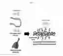 Fig. 04 - MODIFIED COLLAGEN MOLECULES
