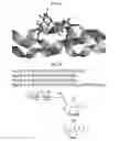 Fig. 06 - MODIFIED COLLAGEN MOLECULES