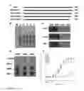 Fig. 09 - ADJUVANT THERAPY FOR STAPHYLOCOCCAL INFECTION WITH ENTEROTOXIN SPECIFIC MABS