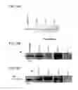 Fig. 05 - Methods for treating neoplasia