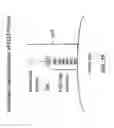 Fig. 07 - Anti-DLL3 antibodies