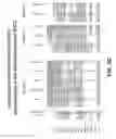 Fig. 16 - Anti-DLL3 antibodies