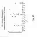 Fig. 20 - Anti-DLL3 antibodies