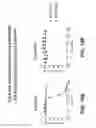 Fig. 49 - Anti-DLL3 antibodies