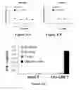 Fig. 17 - CS1-specific chimeric antigen receptor engineered immune effector cells