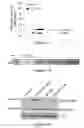 Fig. 18 - CS1-specific chimeric antigen receptor engineered immune effector cells