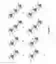 Fig. 04 - Bispecific T cell activating antigen binding molecules