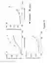 Fig. 32 - Bispecific T cell activating antigen binding molecules
