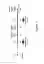 Fig. 40 - Bispecific T cell activating antigen binding molecules