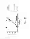 Fig. 44 - Bispecific T cell activating antigen binding molecules