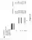 Fig. 46 - Bispecific T cell activating antigen binding molecules