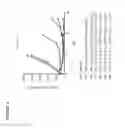 Fig. 05 - Anti-CLL-1 antibodies and immunoconjugates