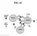 Fig. 11 - Antibody polypeptides that antagonize CD40L