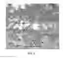 Fig. 18 - Biodegradable photoluminescent polymers