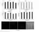 Fig. 18 - Polymeric nanogels with degradable backbones and from gras components, and compositions and methods thereof
