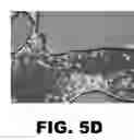 Fig. 07 - Xanthophyll compositions and methods of use