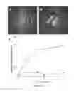Fig. 07 - Methods and apparatus for cell culture array