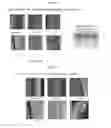 Fig. 07 - Microfluidic multi-well-based cell culture testing device