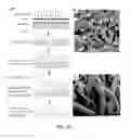 Fig. 16 - NOVEL 3D SCAFFOLD MICROSTRUCTURE