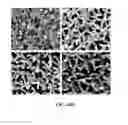 Fig. 18 - NOVEL 3D SCAFFOLD MICROSTRUCTURE