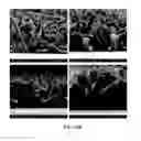 Fig. 19 - NOVEL 3D SCAFFOLD MICROSTRUCTURE