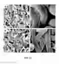 Fig. 20 - NOVEL 3D SCAFFOLD MICROSTRUCTURE