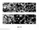 Fig. 22 - NOVEL 3D SCAFFOLD MICROSTRUCTURE