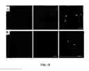 Fig. 23 - NOVEL 3D SCAFFOLD MICROSTRUCTURE