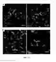 Fig. 24 - NOVEL 3D SCAFFOLD MICROSTRUCTURE