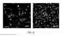 Fig. 25 - NOVEL 3D SCAFFOLD MICROSTRUCTURE
