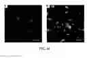 Fig. 27 - NOVEL 3D SCAFFOLD MICROSTRUCTURE