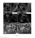 Fig. 02 - SWEAT GLAND-DERIVED STEM CELLS AND METHODS OF USE