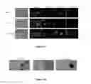 Fig. 03 - Polycistronic Vector for Human Induced Pluripotent Stem Cell Production