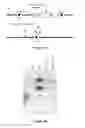 Fig. 06 - Polycistronic Vector for Human Induced Pluripotent Stem Cell Production