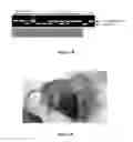Fig. 08 - Polycistronic Vector for Human Induced Pluripotent Stem Cell Production