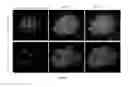 Fig. 04 - CHEMICALLY TREATED INDUCED PLURIPOTENT STEM CELLS FOR SAFE THERAPEUTIC APPLICATIONS