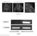 Fig. 05 - CHEMICALLY TREATED INDUCED PLURIPOTENT STEM CELLS FOR SAFE THERAPEUTIC APPLICATIONS