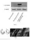 Fig. 08 - CHEMICALLY TREATED INDUCED PLURIPOTENT STEM CELLS FOR SAFE THERAPEUTIC APPLICATIONS