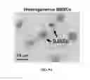 Fig. 09 - CHEMICALLY TREATED INDUCED PLURIPOTENT STEM CELLS FOR SAFE THERAPEUTIC APPLICATIONS