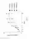 Fig. 11 - CHEMICALLY TREATED INDUCED PLURIPOTENT STEM CELLS FOR SAFE THERAPEUTIC APPLICATIONS