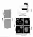 Fig. 13 - CHEMICALLY TREATED INDUCED PLURIPOTENT STEM CELLS FOR SAFE THERAPEUTIC APPLICATIONS