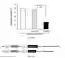 Fig. 18 - CHEMICALLY TREATED INDUCED PLURIPOTENT STEM CELLS FOR SAFE THERAPEUTIC APPLICATIONS